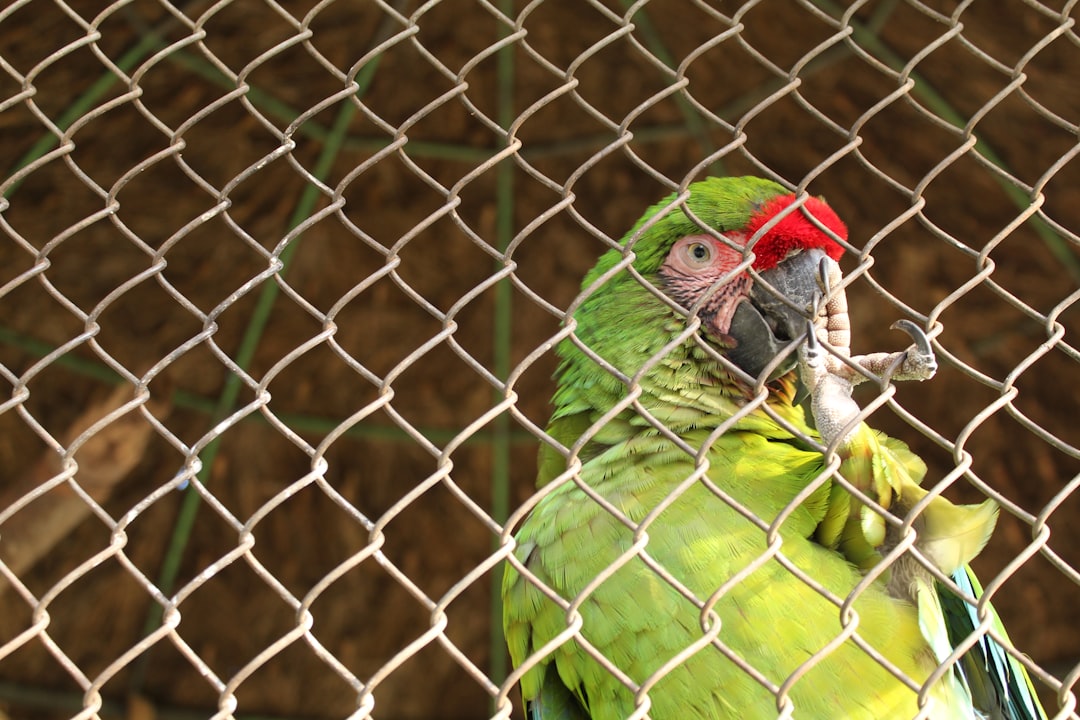 How to Choose a Large Bird Cage: Size, Bar Spacing & Materials