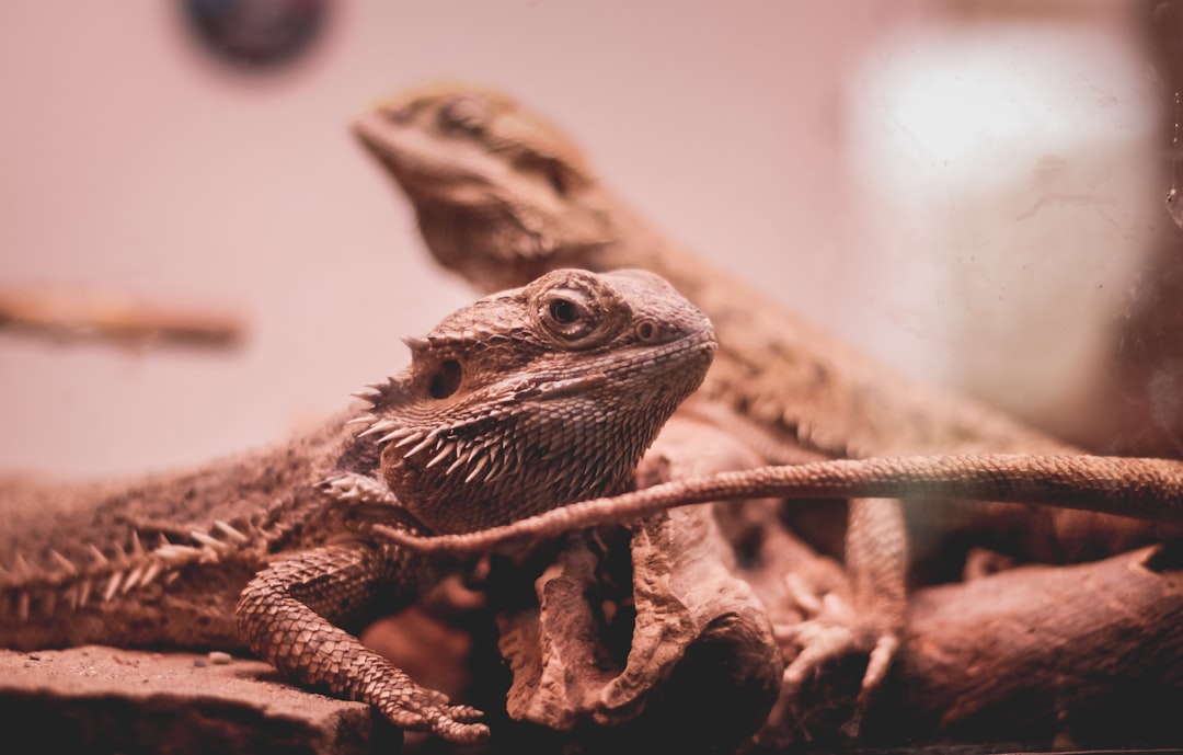 High-Quality Screen Reptile Cages for Pet Lovers – Talis Us