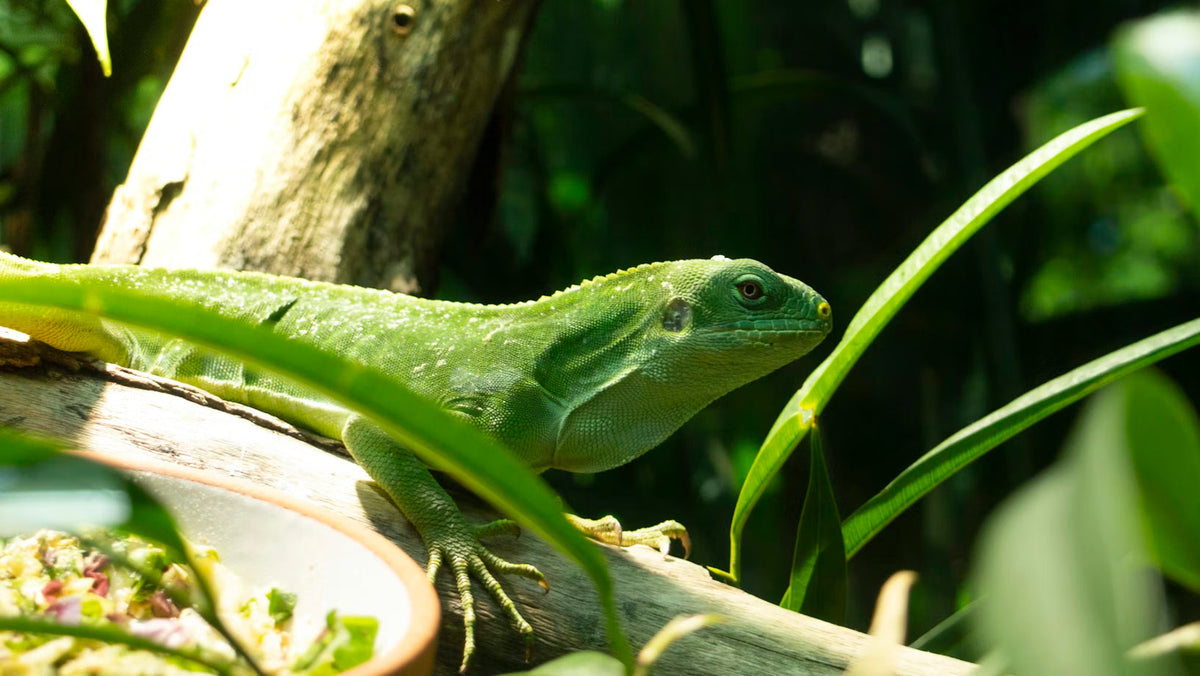 Beginner's Guide to Reptile Supplies: Everything You Need to Care for Your First Reptile