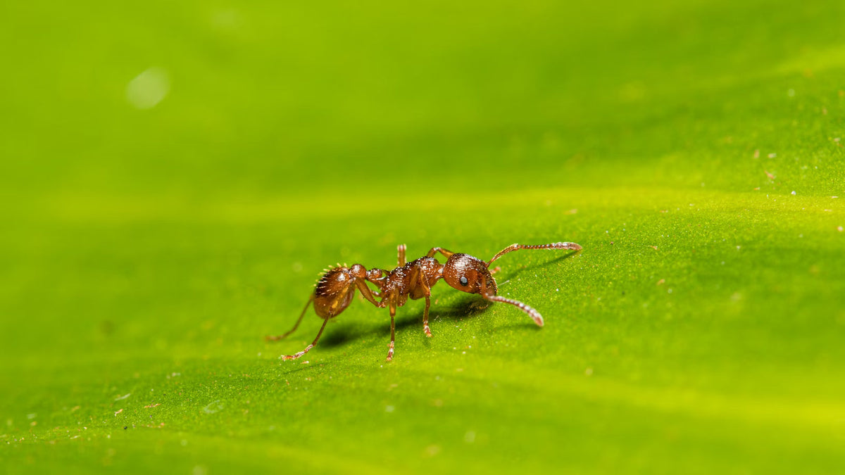 Types of Ant Species Explained: Discover the Diversity