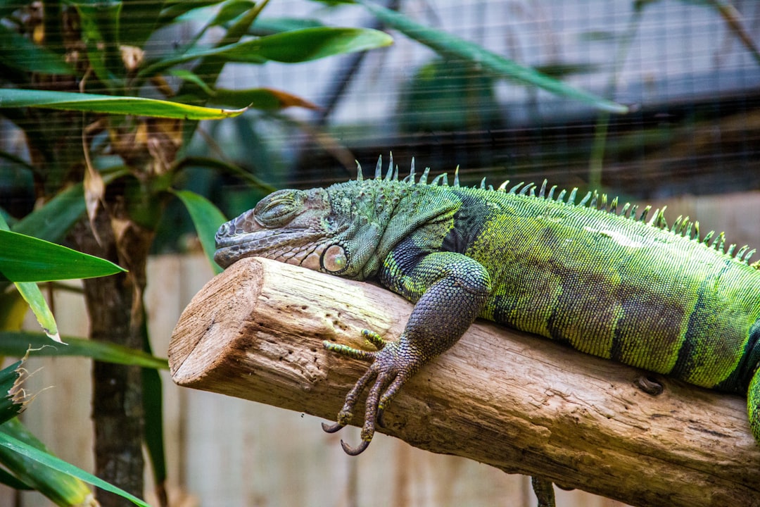 Buy Iguana Cage: The Ultimate Reptile Enclosure Guide