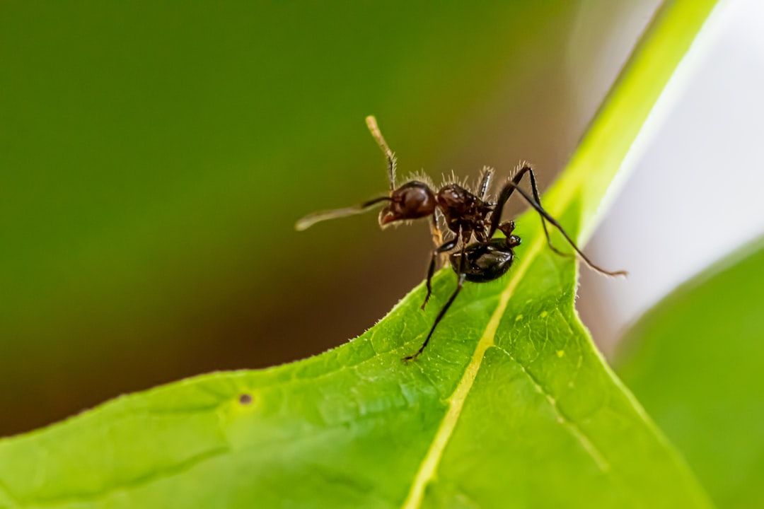 How to Start an Ant Colony: A Step-by-Step Beginner's Guide