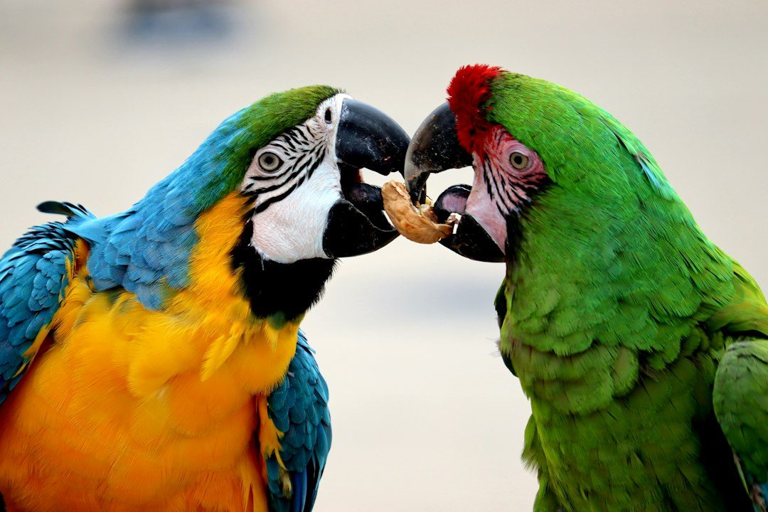 Best bird food for parrots that ship fast