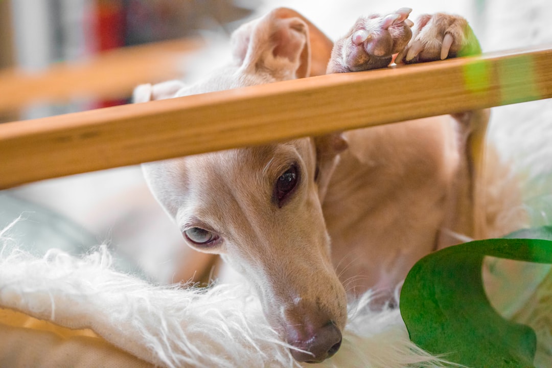 Benefits of Freeze Dried Raw Dog Treats