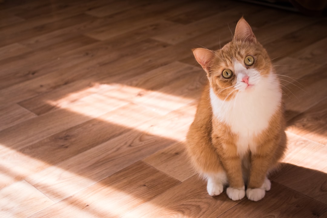 Ultimate Guide to Choosing Grain-Free Cat Food: What Every Cat Owner Should Know