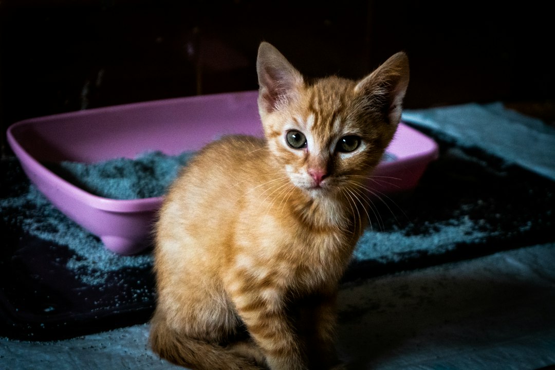 What s the difference between clumping and non-clumping cat litter and which one is better