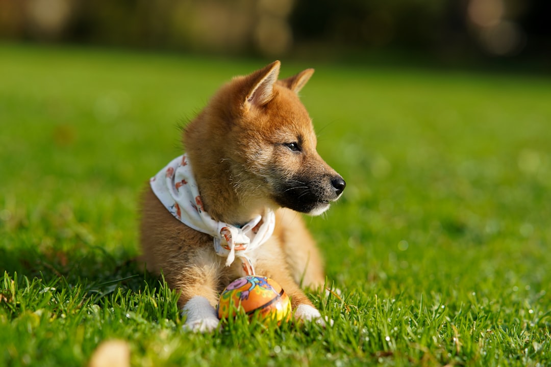 Best Dog Toys for Specific Breeds