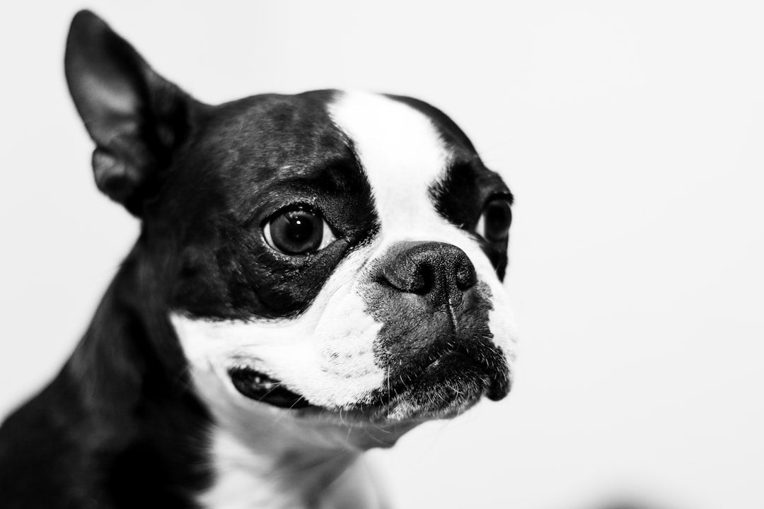 Behavioral Aids for Flea and Tick Prevention in Pets