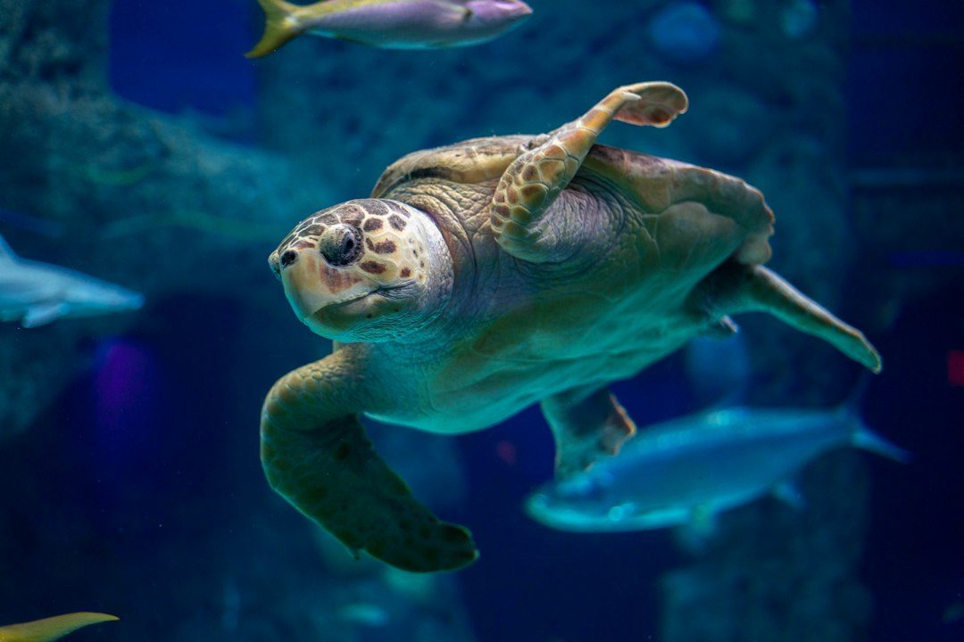 Tank filter and heater for aquatic turtles