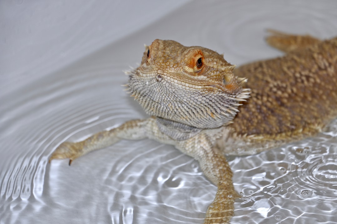 Understanding Water Needs for Bearded Dragons