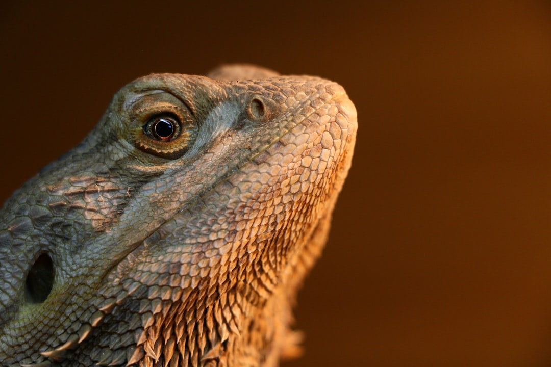 How Long Can a Bearded Dragon Go Without Heat?