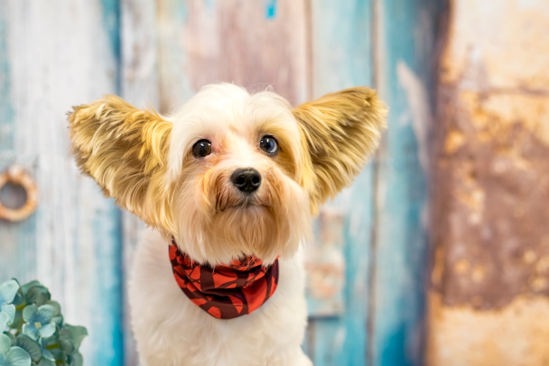 Pet Ear & Eye Care: Essential Health Products Guide
