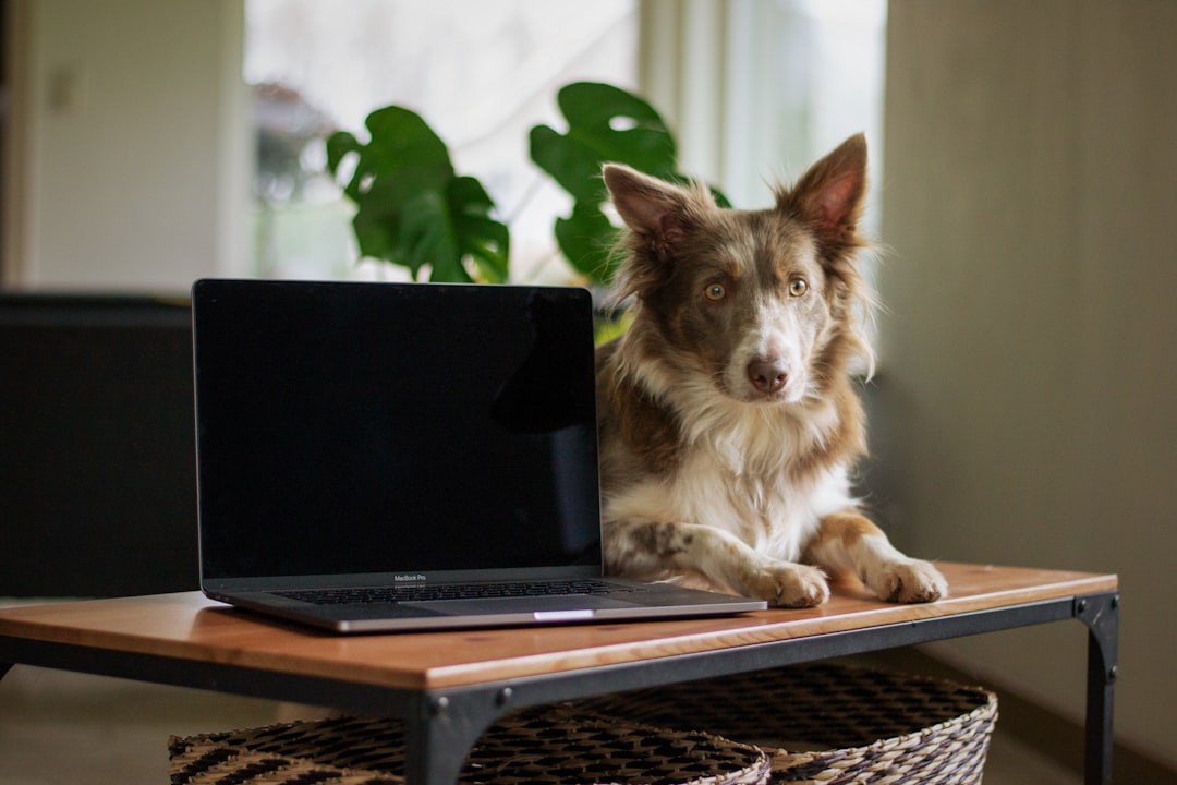 Does Talis US or Chewy have better auto-ship subscription savings?