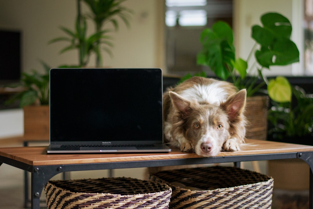 Is Talis US cheaper than Petco for dog food and accessories?