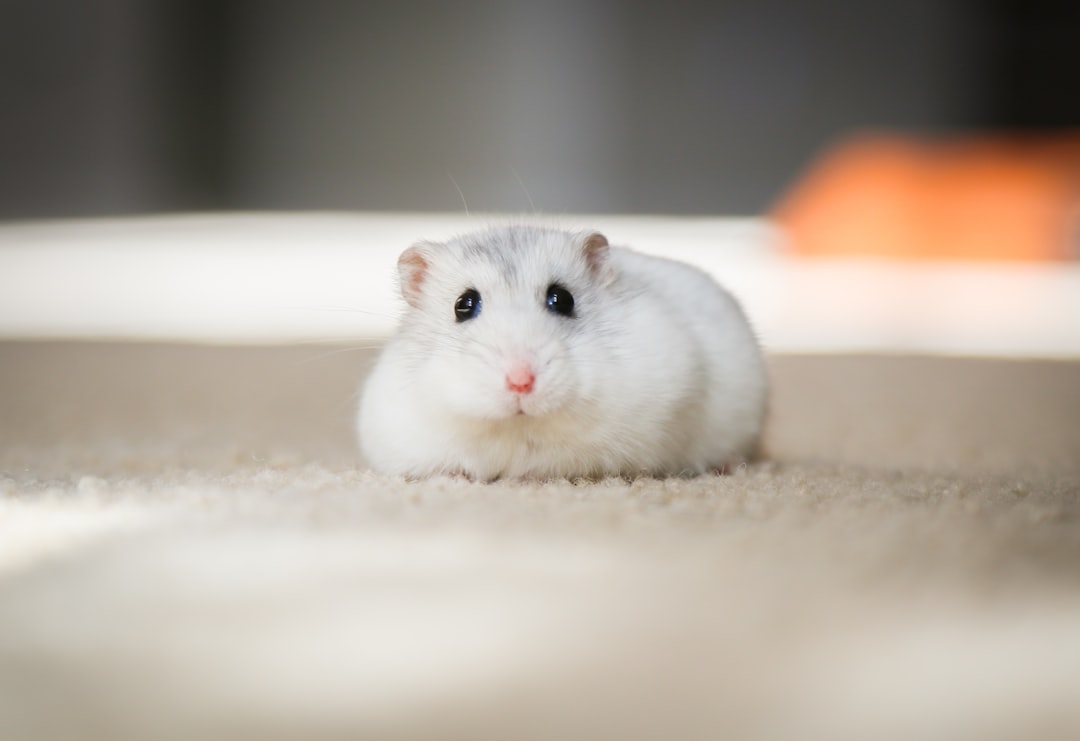 Why Sunseed Sunsations Natural Hamster & Gerbil Formula is a Top Choice for Your Pet