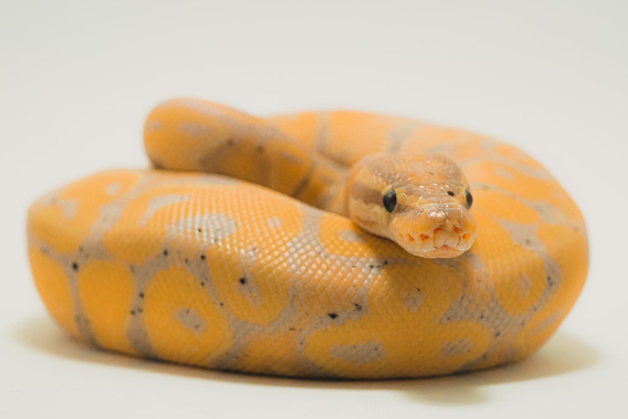Ball Python Care: The Complete Owner's Guide to Setup, Feeding & Health