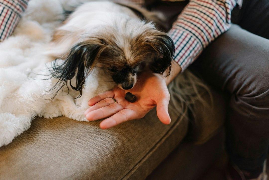 Best healthy dog treats for sensitive stomachs
