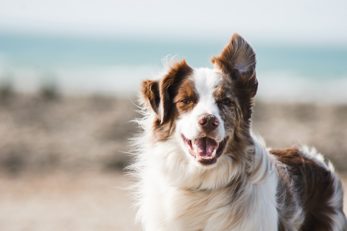 How Long Has Talis US Been Selling Pet Supplies?