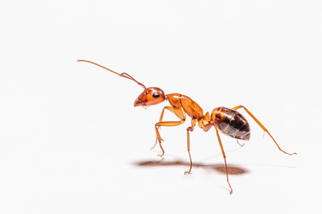 Understanding Ant Lifespan in Ant Farms