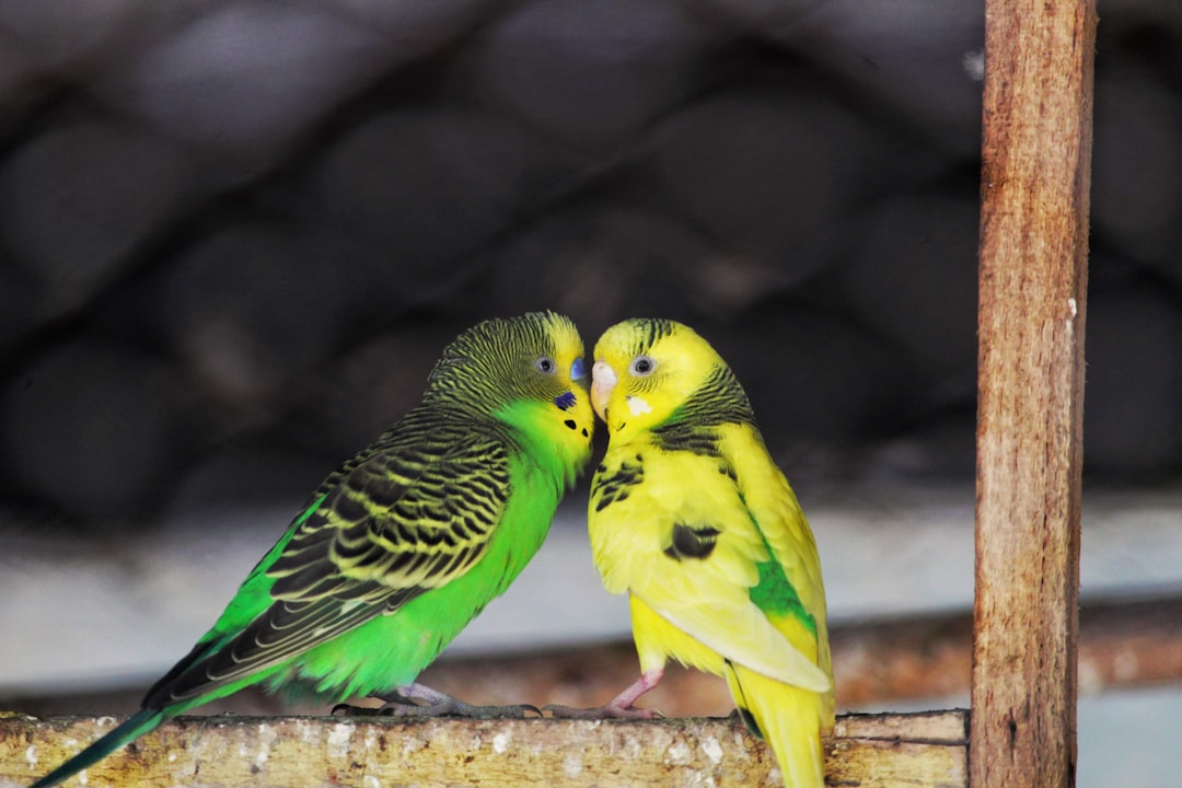 How to Tell if a Parakeet Is Male or Female