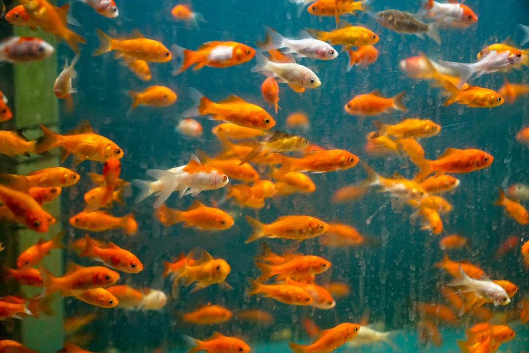 What are the best fish tank decorations brands to buy online right now?