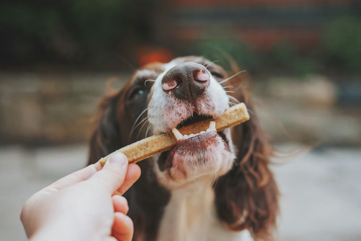 Comprehensive Guide to Regulatory Changes Affecting Pet Food for Informed Pet Owners
