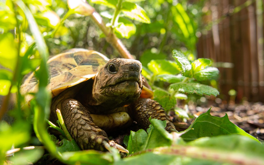 Choosing the Right UVB Reptile Lamp