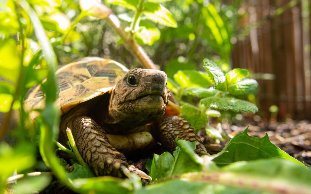 Choosing the Right UVB Reptile Lamp