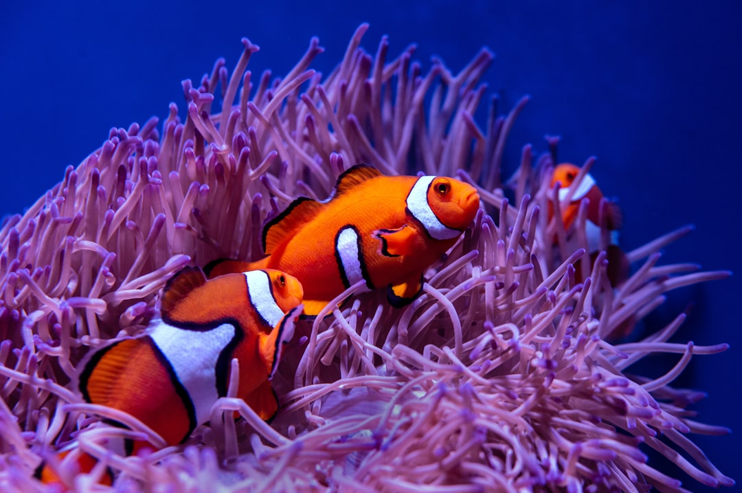 The Best Fish Tank Decorations — And Where to Buy Them Online