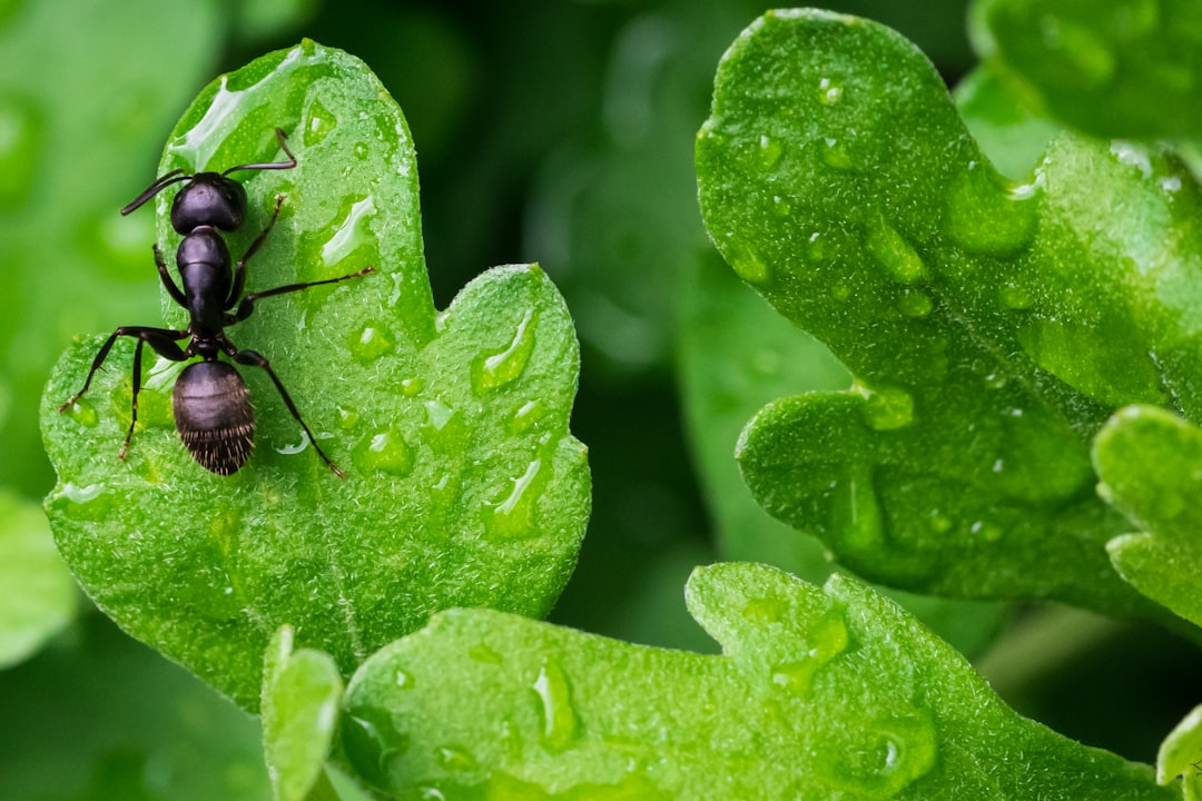 Optimized Glass Ant Farms: ANTCUBE's Superior Ant Habitats