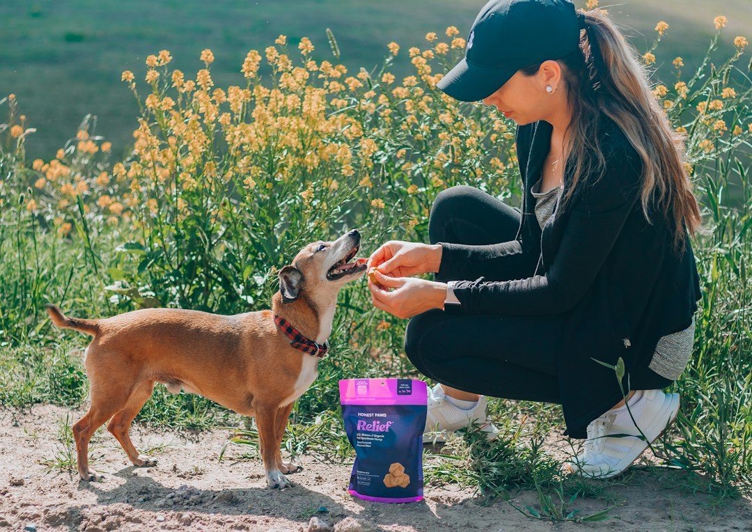 Affordable alternatives to premium dog treats