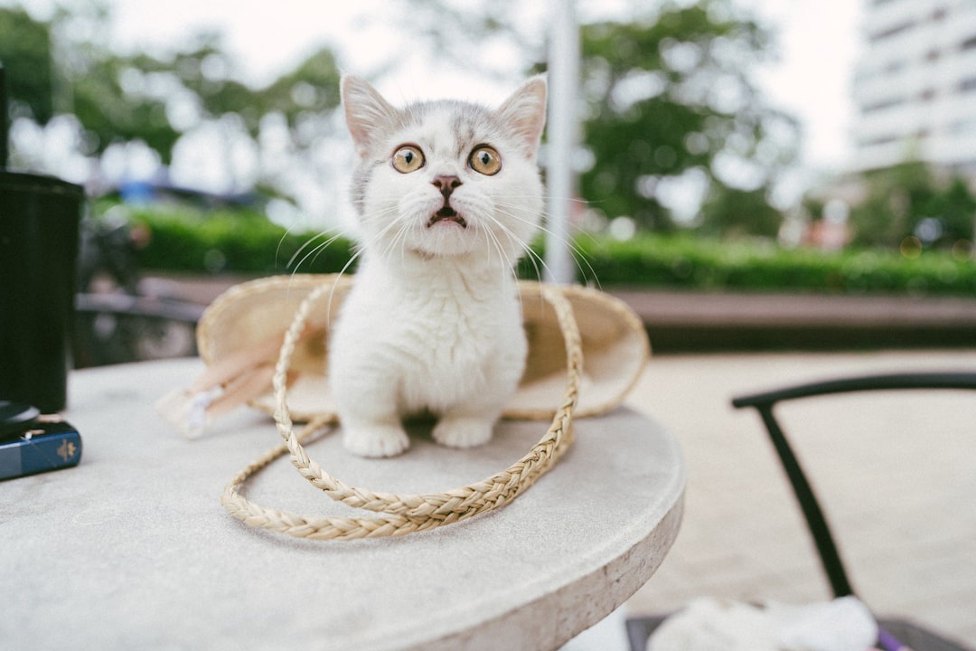 Best Outdoor Cat Toys of 2026: A Vet-Reviewed Guide to Enrichment That Works