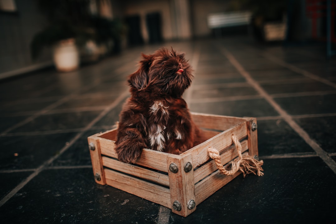 Pets Cage - Secure Dog Crates for Travel and Anxiety Relief – Talis Us