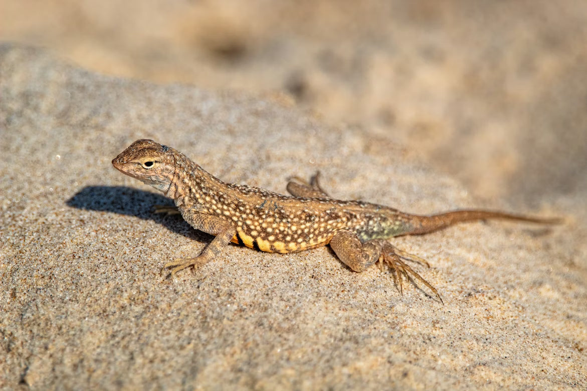 Keep Your Reptiles Safe with Quality Heat Lamps