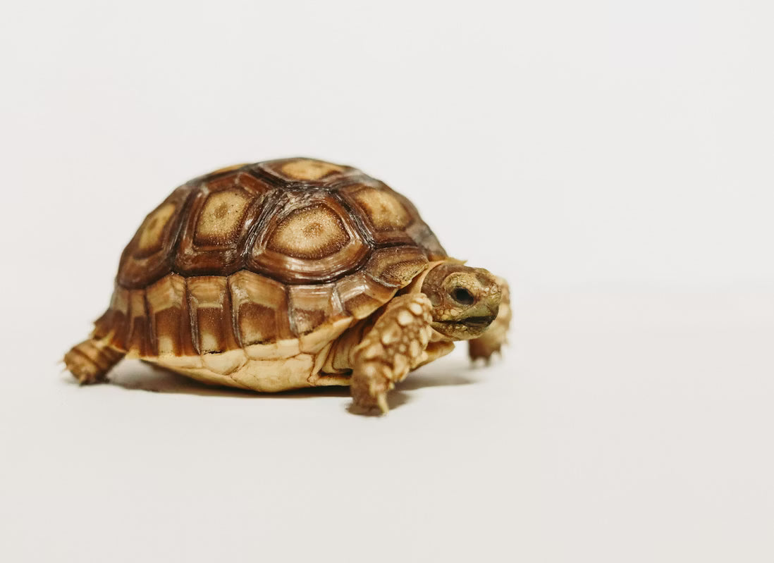 Expert Reptile Supplies Online for Every Keeper's Needs