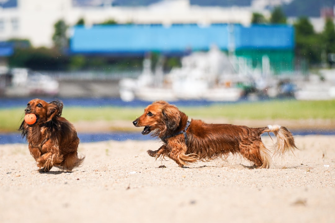 Dog Training Treats for Small Breeds