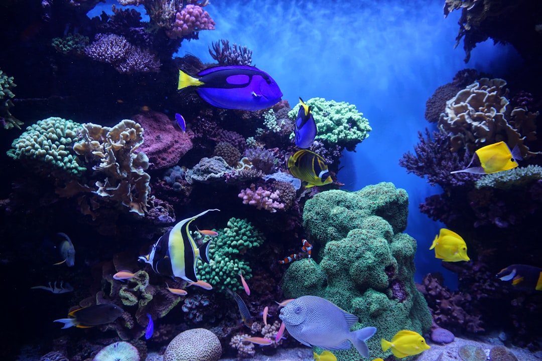Freshwater aquarium equipment for beginners