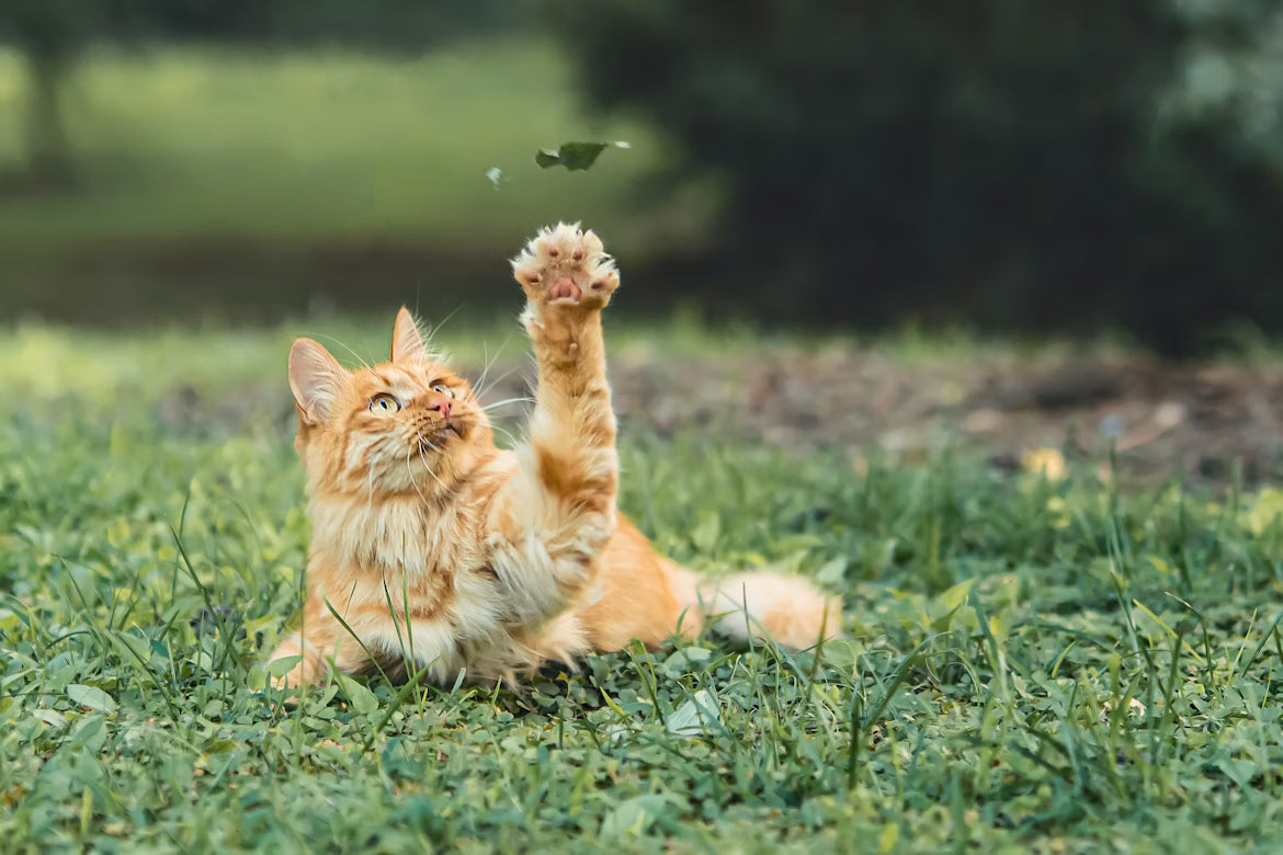 Smart Interactive Cat Toys