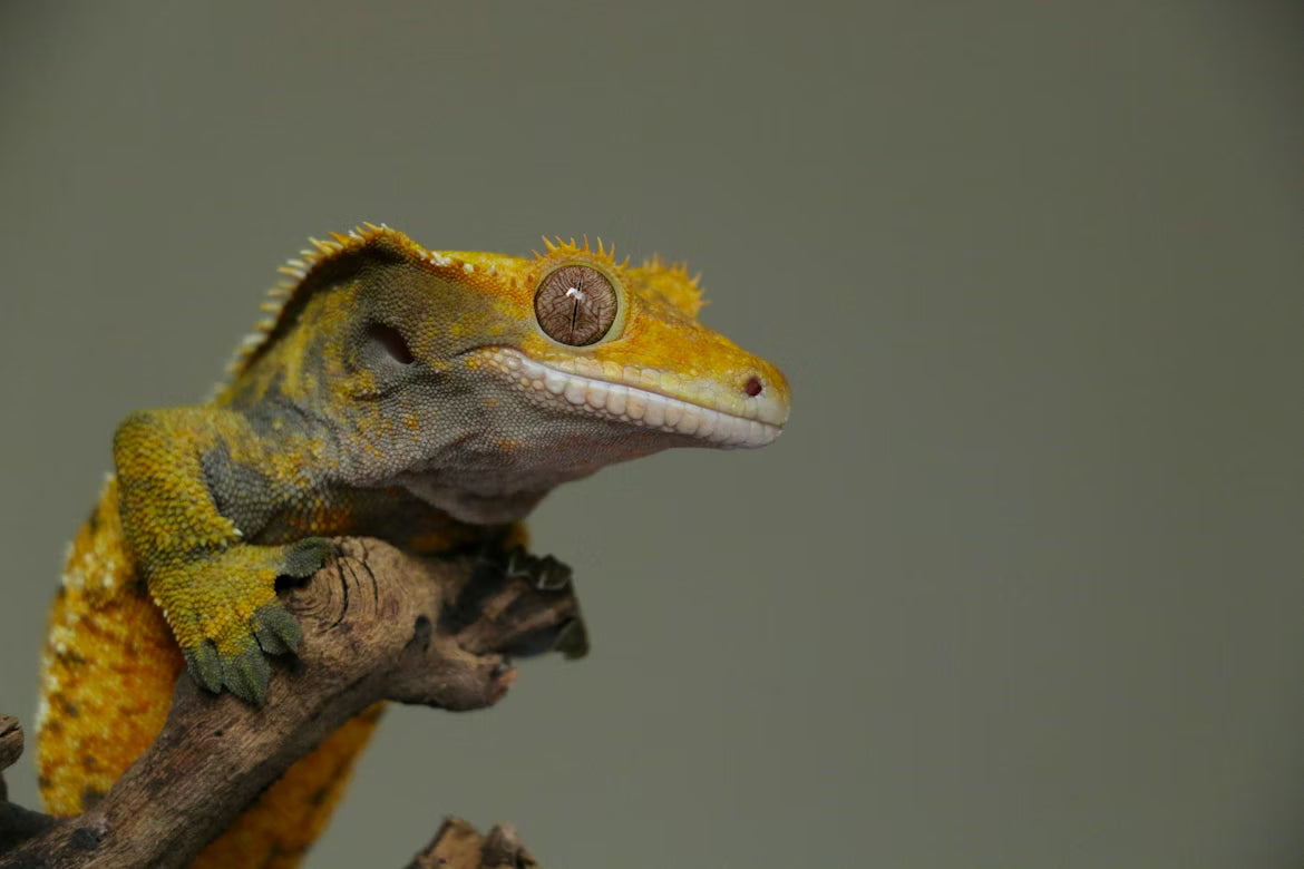 What You Need to Know About Pet Reptiles