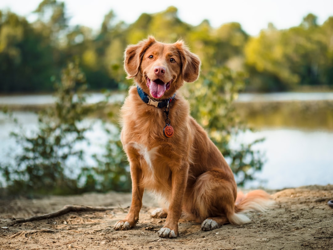 Choosing the Best Premium Dog Food for Sensitive Stomachs: A Guide for Pet Owners