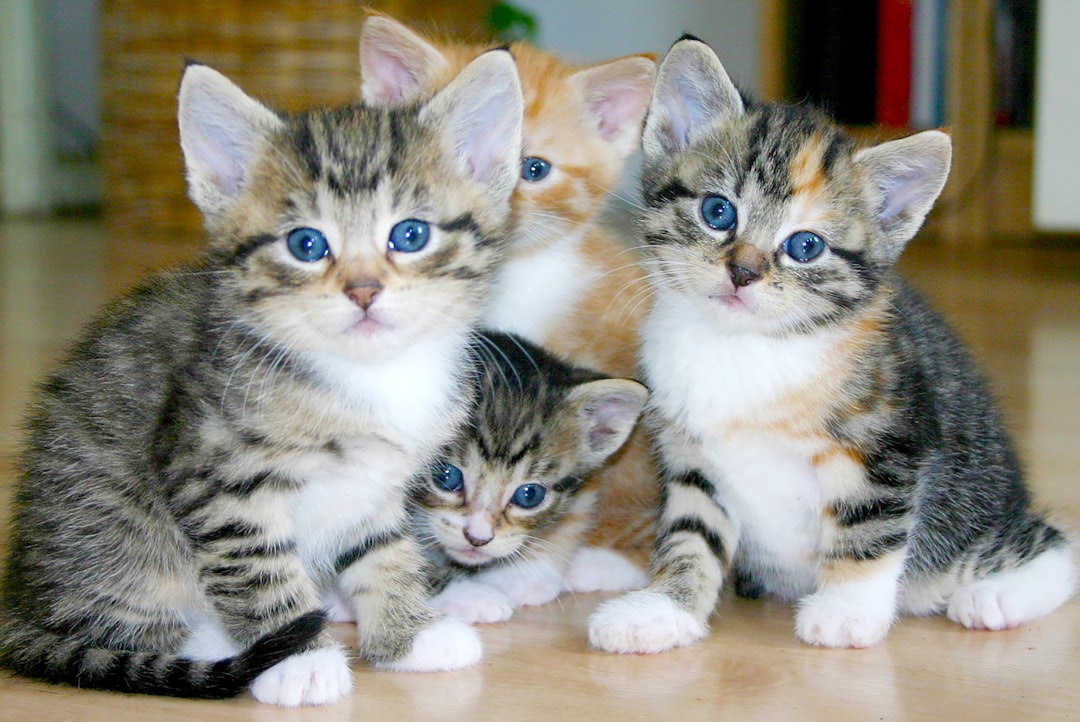 Zymox Enzymatic Topical Cream for Cats & Kittens: Your Guide to Soothing Itchy Skin