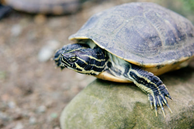 Understanding Turtle Lifespans: A Comprehensive Guide