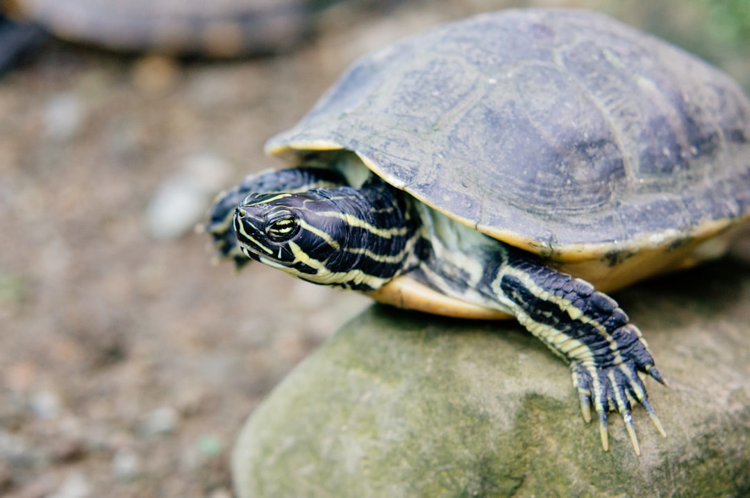 Understanding Turtle Lifespans: A Comprehensive Guide