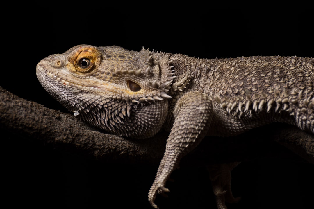 Creative Bearded Dragon Enclosure Designs