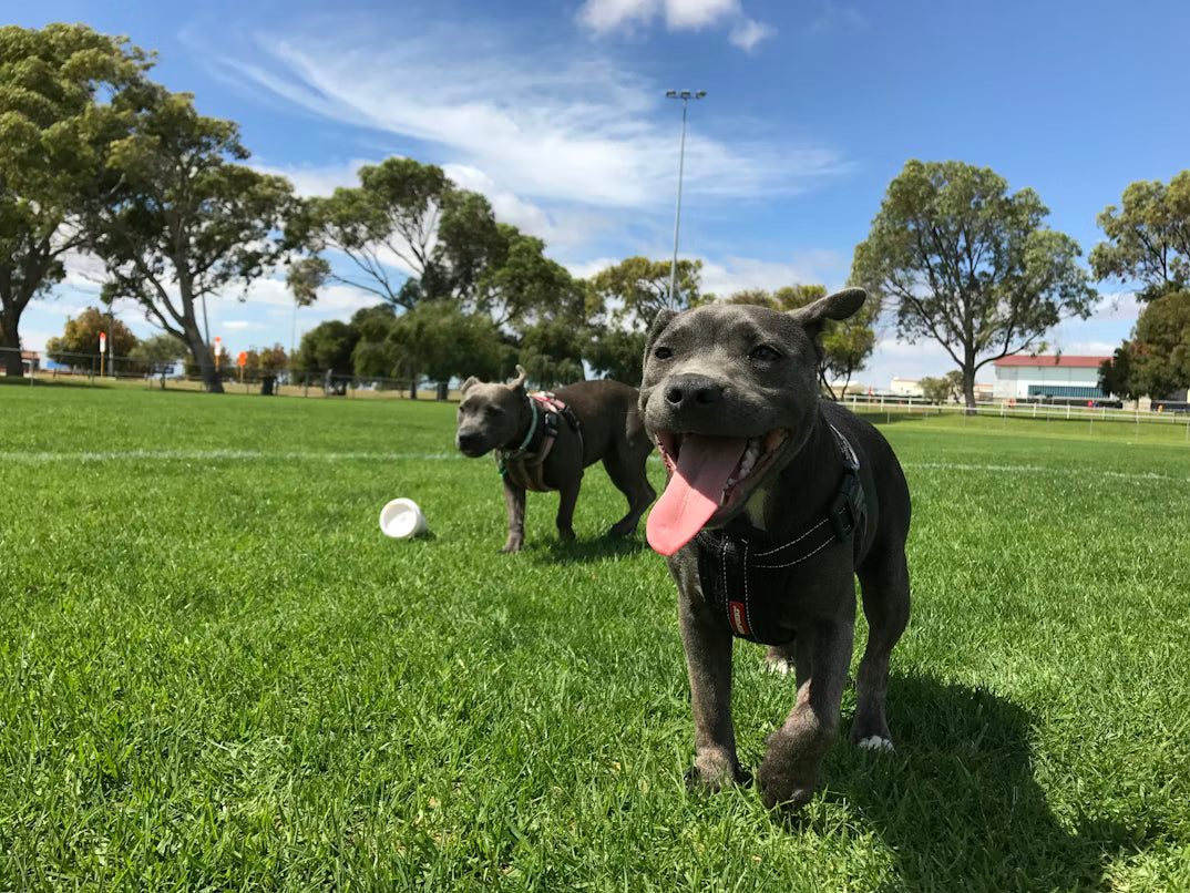 Find the Best Pet-Friendly Parks, Hotels & Services