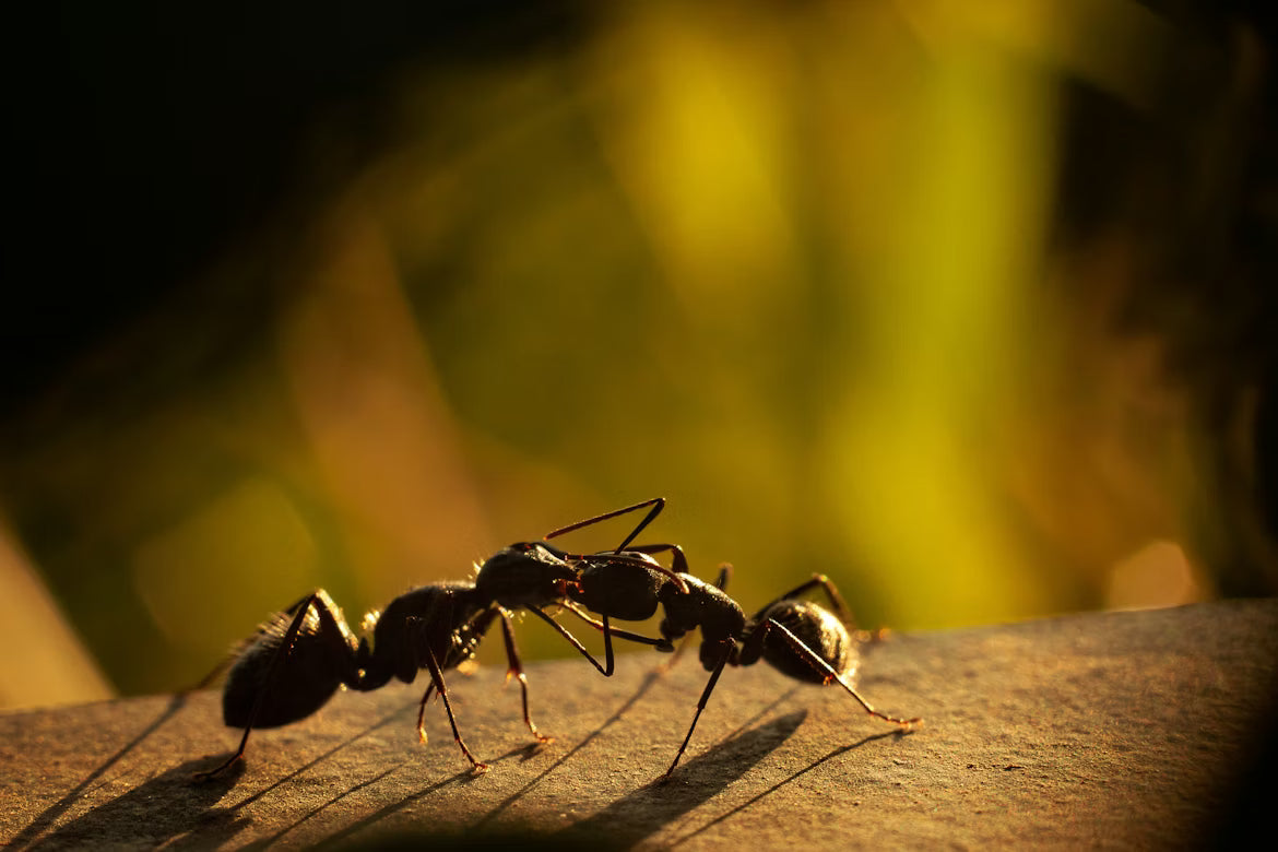 Essential Tips for Effective Ant Farm Maintenance
