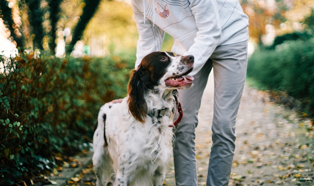 Top Kidney Diet Tips for Dogs with Kidney Disease