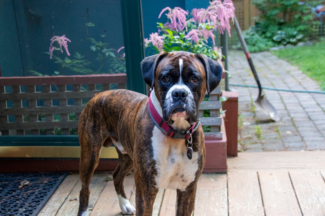 Fromm Premium Pet Food: Quality Nutrition for Dogs & Cats