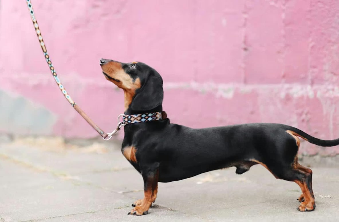 How to Choose the Right Dog Leash: Types, Materials, and Safety Tips