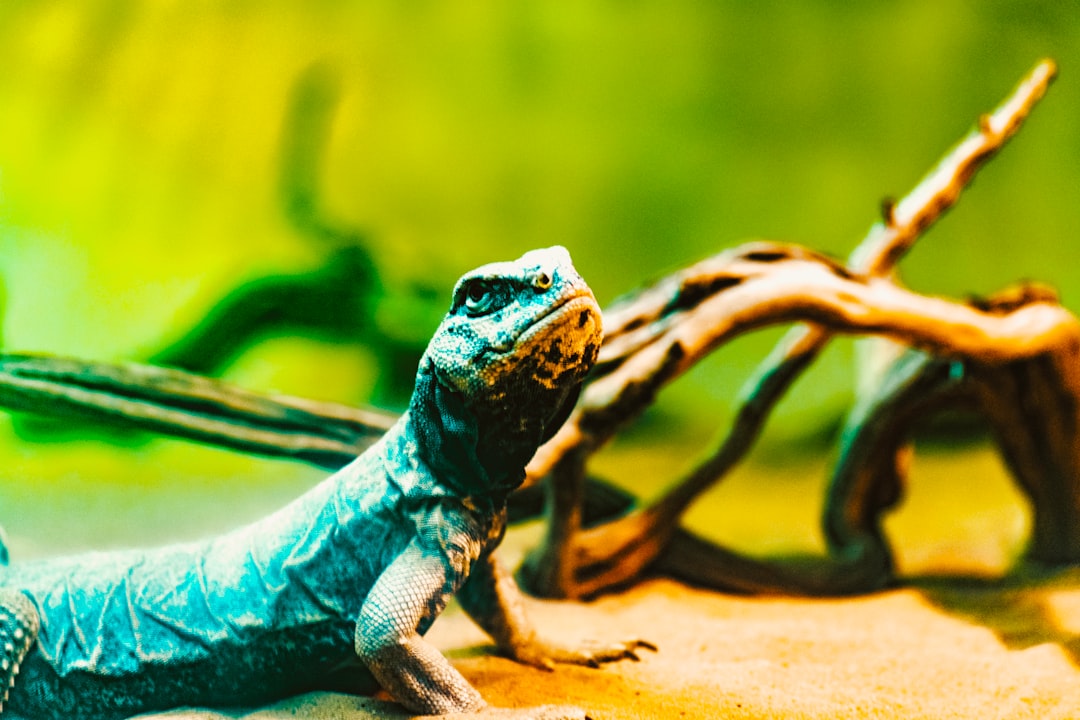Compare reptile habitat essentials